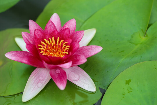 Beautiful pink lotus flower or waterlily in the pond