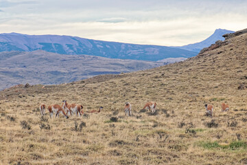 Chile – llamas in the mountains.