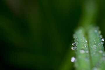 Water drops on vibrant green plant leaves close up macro shot, copy space, image for natural background.