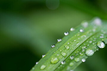 Water drops on vibrant green plant leaves close up macro shot, copy space, image for natural...