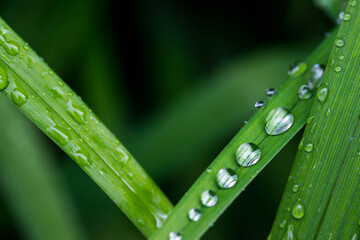 Water drops on vibrant green plant leaves close up macro shot, copy space, image for natural background.