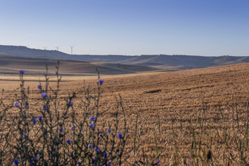 RURAL LANDSCAPE SUMMER.Between Apulia and Basilicata: hilly landscape with cornfield dominated by a...