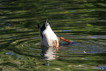 Duck under water: male drake mallard stretches his hindquarters upwards and searches with his head...