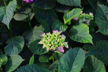 アジサイのピンクの花