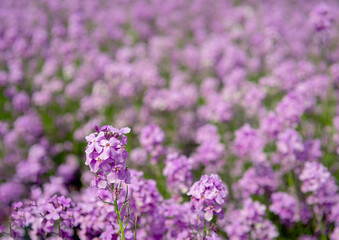 Lilac flowering dame's rocket plants from close