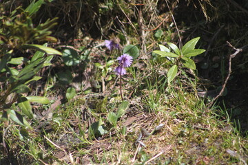 Blumen am Seebergsee im Berner Oberland