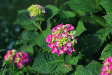アジサイの濃いピンク色の花