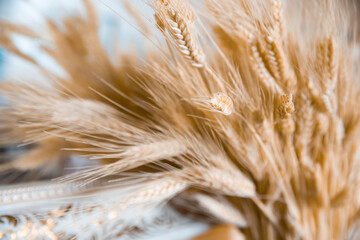 Detail of a spike in the field. Spring concept.