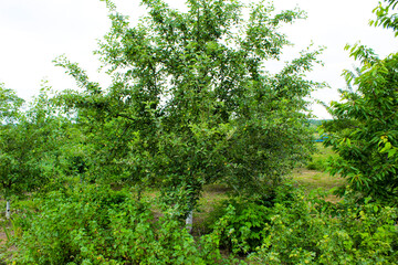 Fototapeta premium green tree in the forest