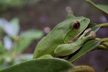モリアオガエル
