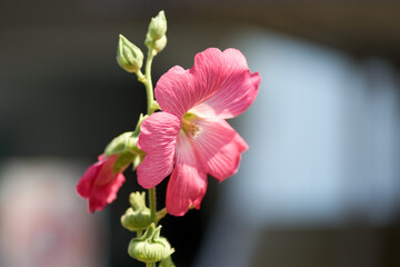 立葵・ピンク・花・アップ