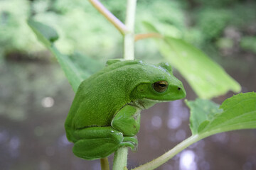 モリアオガエル