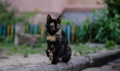 A street cat is walking. Yard stray cat.