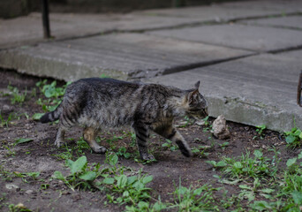 A street cat is walking. Yard stray cat.
