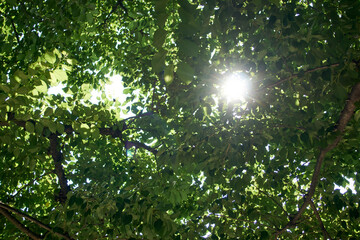 木漏れ日・右寄り・太陽光