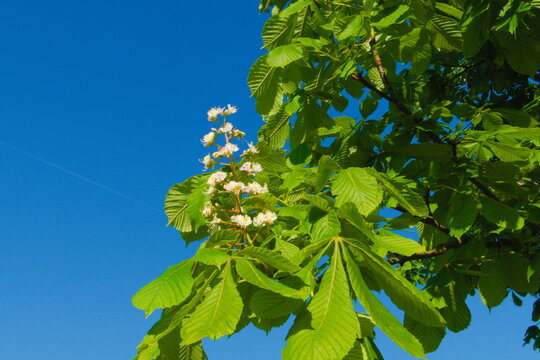 Blosoms of the buckeye or horse chestnut tree, scientific name Aesculus hippocastanum