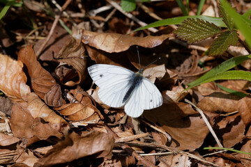 A Green-veined White Butterfly basking on woodland leaf litter.