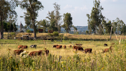 Small Devon cattle farm in the interior of Brazil