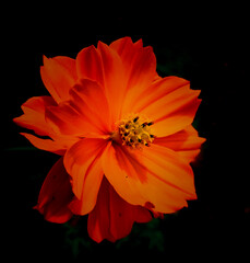 orange colour flower on black background
