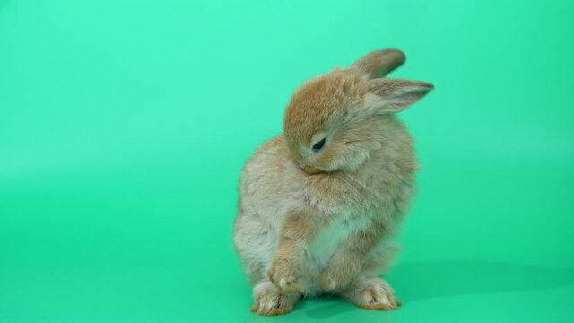 Brown adorable baby rabbit on green screen. Cute baby rabbit washing face on the green screen