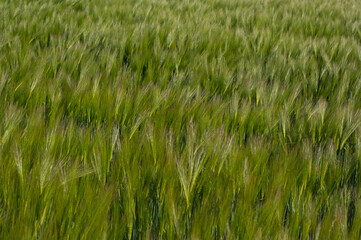 A cereal called rye. A plant whose grains are used to make flour for food.