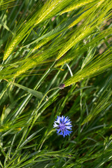 Blue flower of a plant called cornflower. This plant grows mostly on the edges of habitat fields.