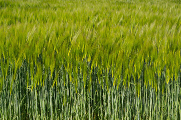 A cereal called rye. A plant whose grains are used to make flour for food.