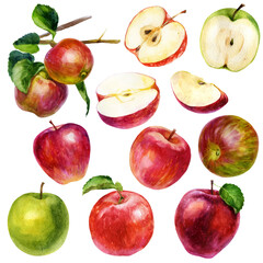 Watercolor illustration, set. Watercolor red apple, green apple, apple with a leaf, red-green apple, pink apple, two apples on a branch with leaves, different halves and slices of apples. - 358958682