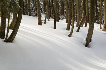 snow covered trees
