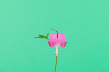Heart shaped pink flower known as Bleeding heart, hanging down Isolated on a bright yellow...