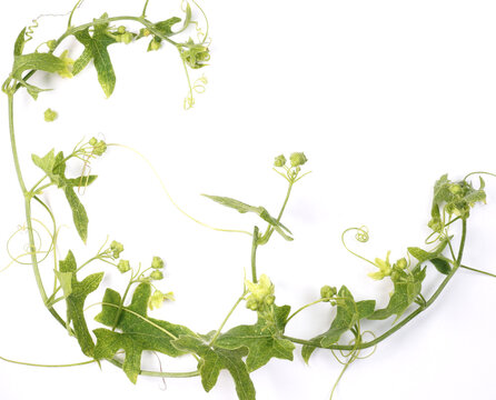 Flowers of the white bryony.  Decorative flower arrangement. nice flower border for magazine or wallpaper. medicinal plant for treatment of influenza virus.