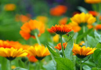 Ringelblumenblüten  ( calendula officinalis )