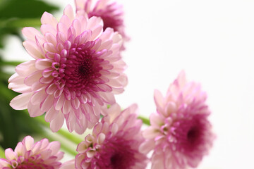 purple chrysanthemum flowers