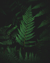 green fern background