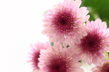 purple chrysanthemum flowers