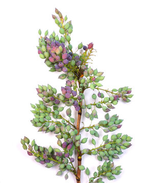 Mahonia A Bunch Of Ripe And Unripe Berries At White Background. (Oregon Grape) 