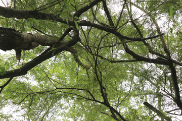 Natural green leaves for background.
