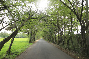 The road is in a natural tunnel of trees.