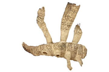 Dry bamboo roots isolated on white background