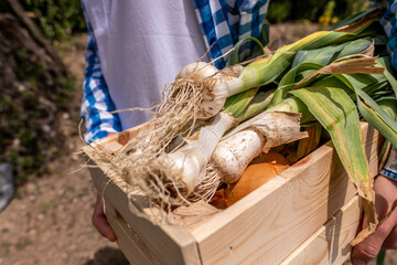 Young woman's hands picking vegetables in a box