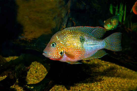 The firemouth cichlid (Thorichthys meeki) is a species of cichlid fish native to Central America. They occur in rivers of the Yucatán Peninsula, Mexico, south through Belize and into northern Guatemal