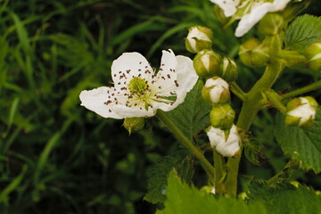 Close-up of a white blossom from a blackberry bush , Rubus fruticosus

