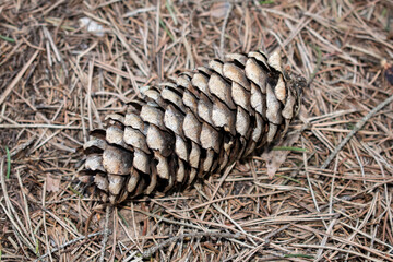 Pine cone on the forest ground