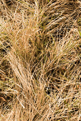 Close up of dry golden / yellow grass. Dry grass wallpaper / background / texture. Drougt