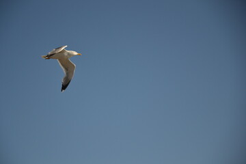 Mouette 
