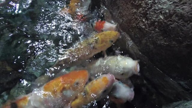 Cyprinus carpio haematopterus. hungry fish eat food.