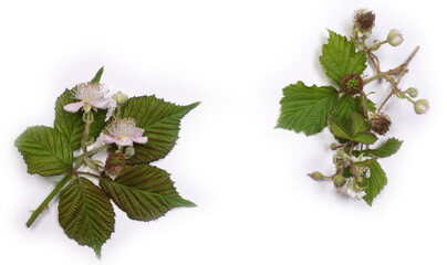 Blackberry ripe and unripe flowers and leaves. Wild fruits at white background.