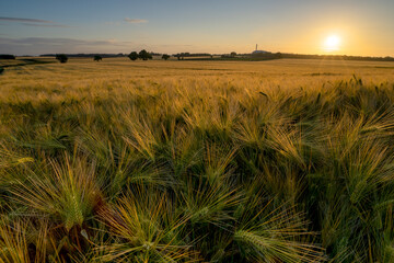 Bearded barley during sunrise near Flaxby, Harrogate, North Yorkshire. It is a member of the grass family, is a major cereal grain grown in temperate climates globally.