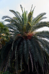 nature, tourism concept - Green palm tree on blue sky background
