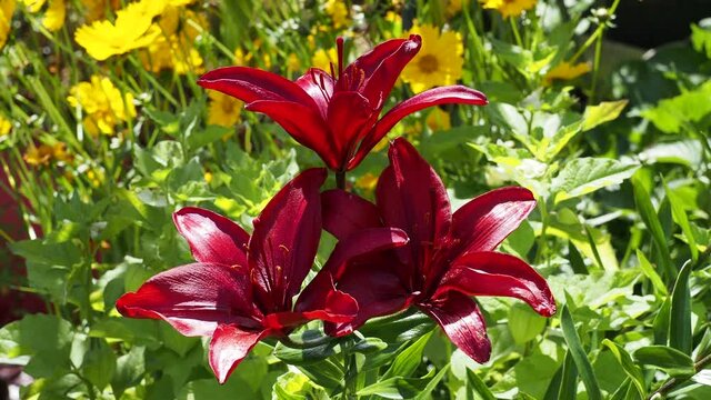 Fleurs de lys ou lis asiatique aux &eacute;l&eacute;gantes p&eacute;tales lumineuse bien que rouge fonc&eacute; et pourpr&eacute; se balan&ccedil;ant sur de hautes tiges au feuillage vert